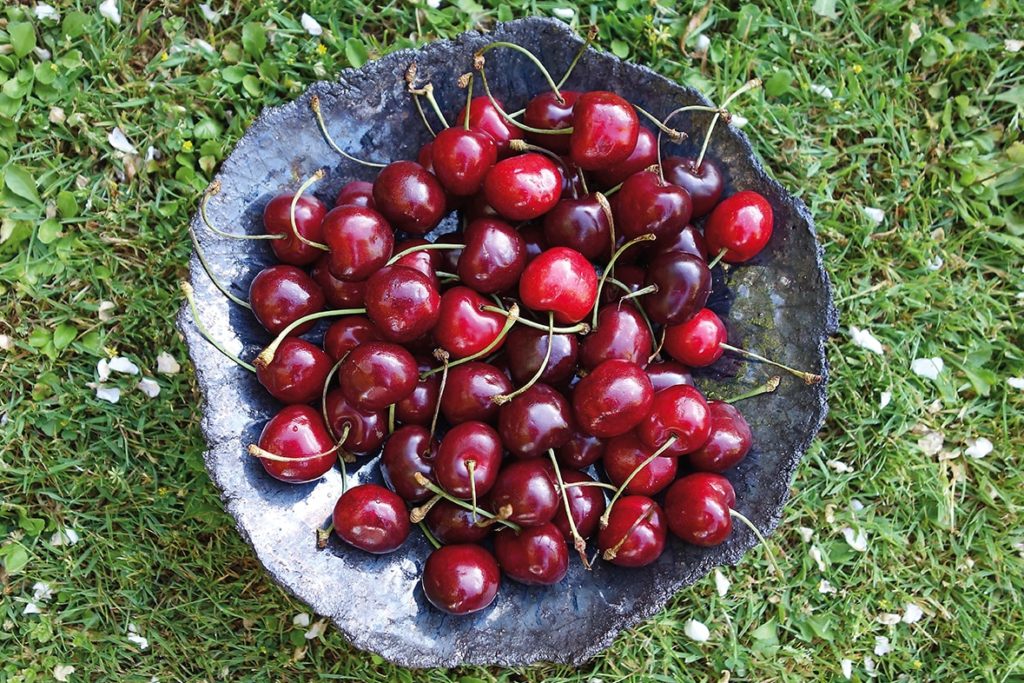 Kirschen in Nachbars Garten RügenAktuell